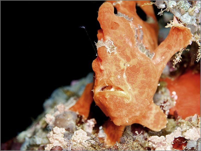 Рыбачок фото превью