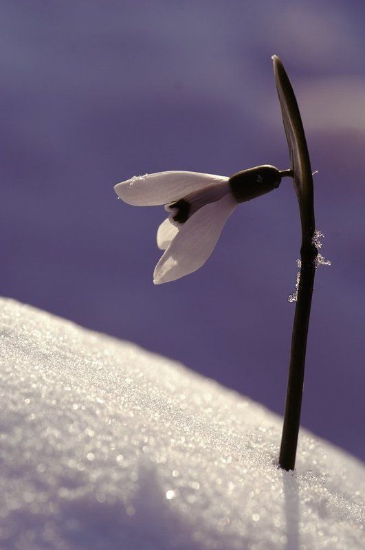 Наедине с весной...photo preview