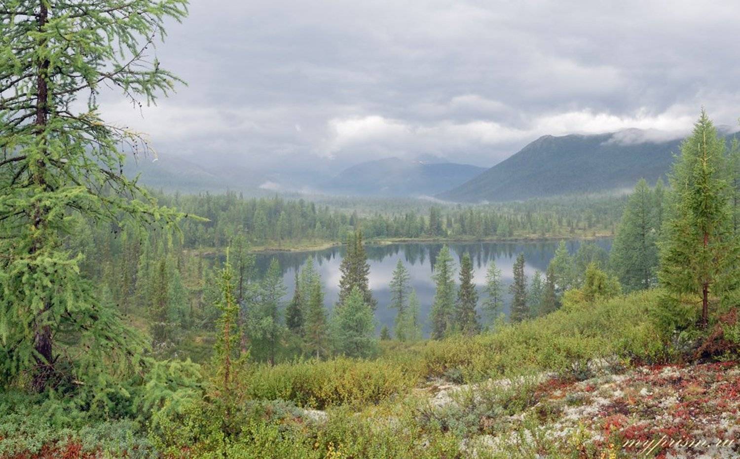 Утро после грозы. Автор: Антон Васильев утро, гроза, приполярный, урал, Антон Васильев