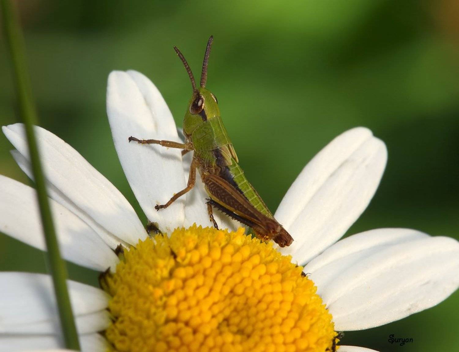 , Олег Сурьянинов