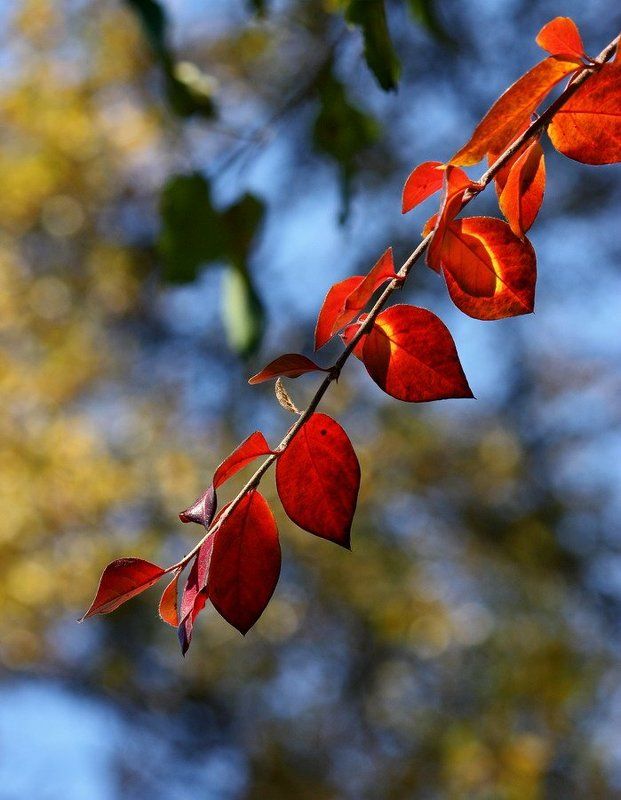 Осеннии листочкиphoto preview