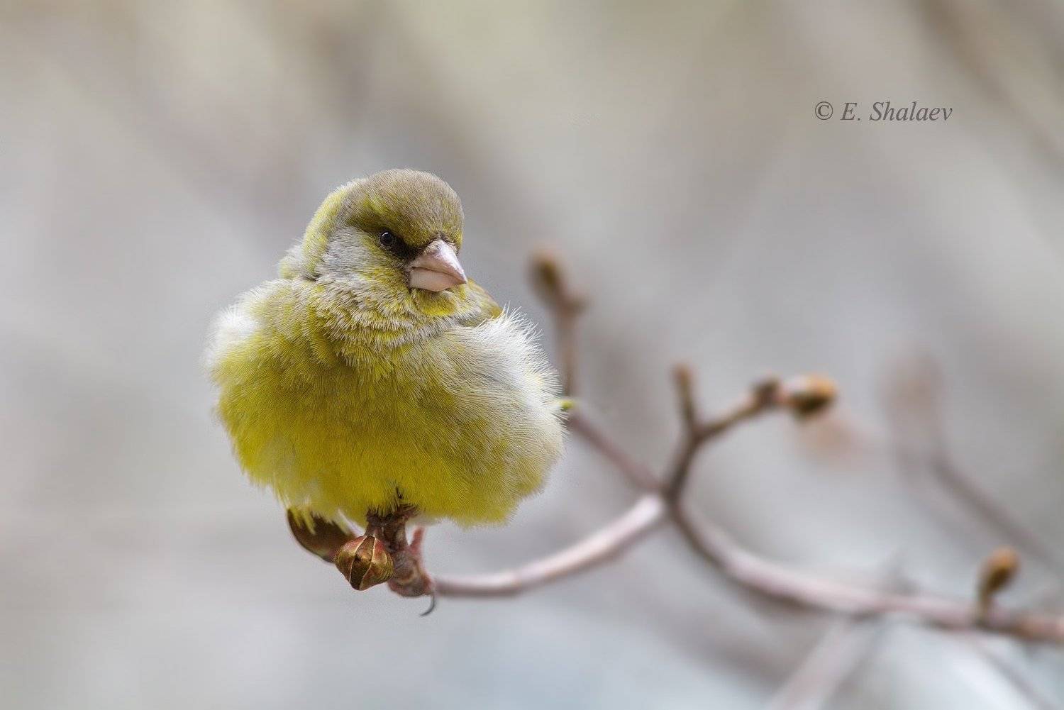 Скоро весна !. Автор: Евгений birds,carduelis chloris,european greenfinch,обыкновенная зеленушка,птица,птицы,фотоохота, Евгений