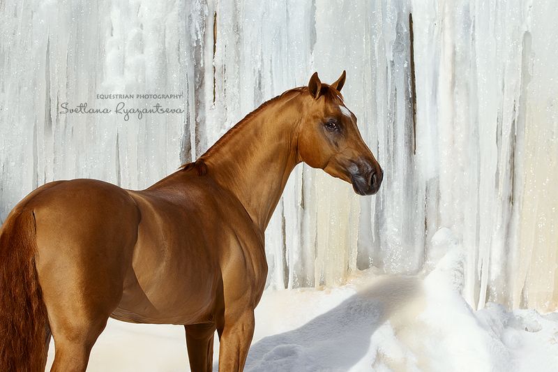 horse, лошадь, лошади, portrait Fairytalephoto preview