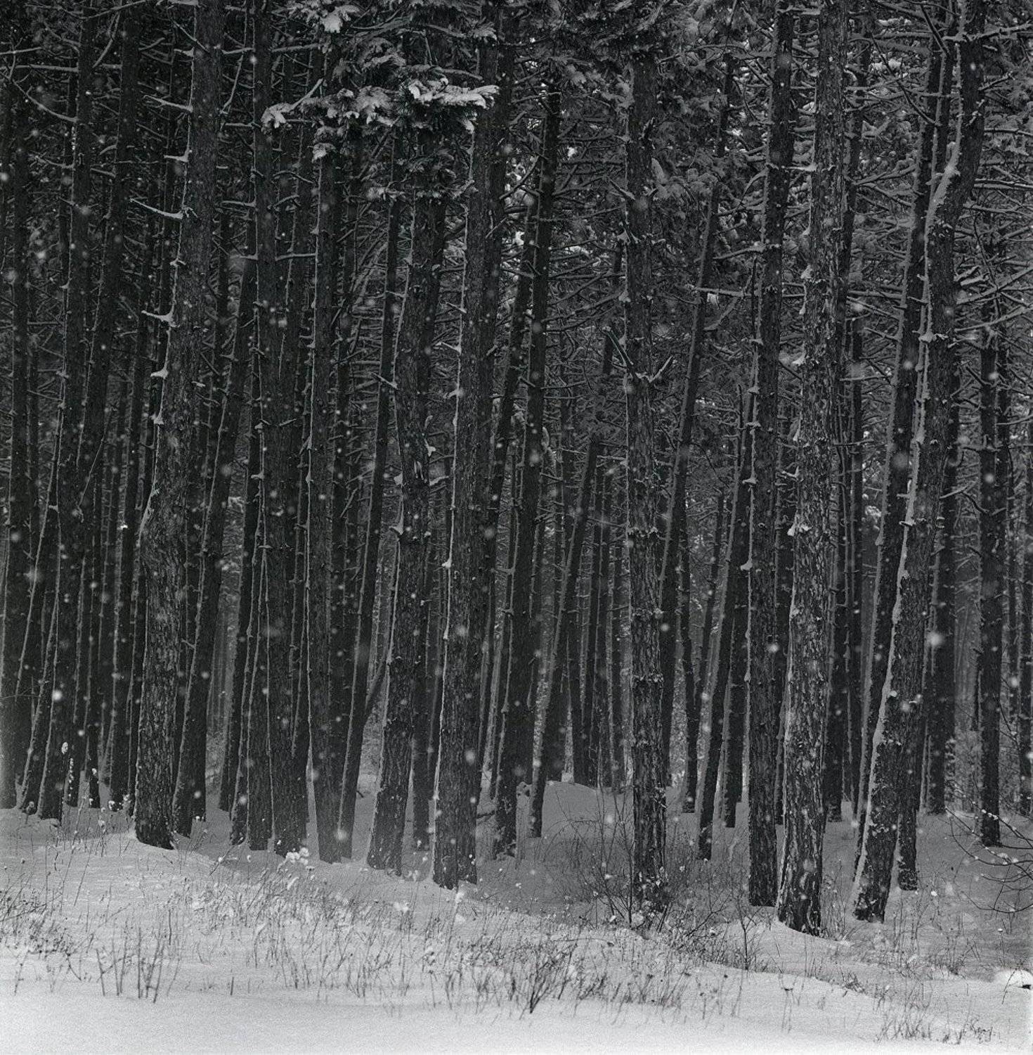 Зимний лес. Автор: Франгони Владимир , Франгони Владимир