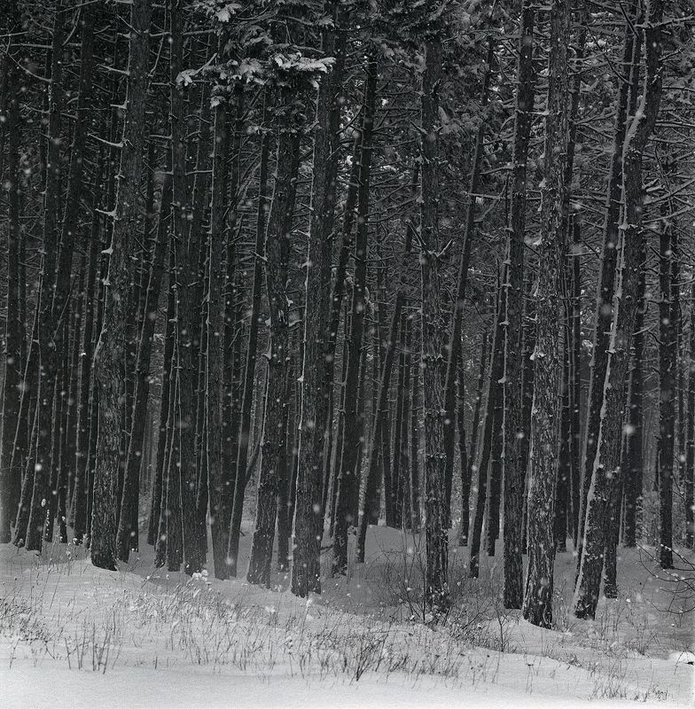 Зимний лесphoto preview