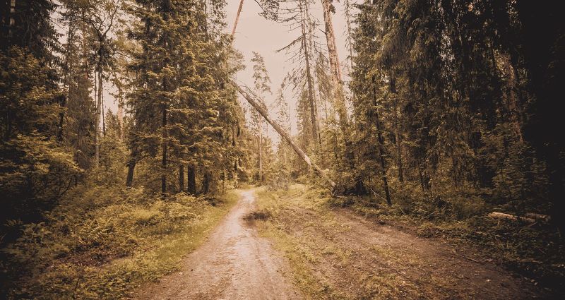 пейзаж, природа, , дорога, деревья, лес Лесная дорогаphoto preview