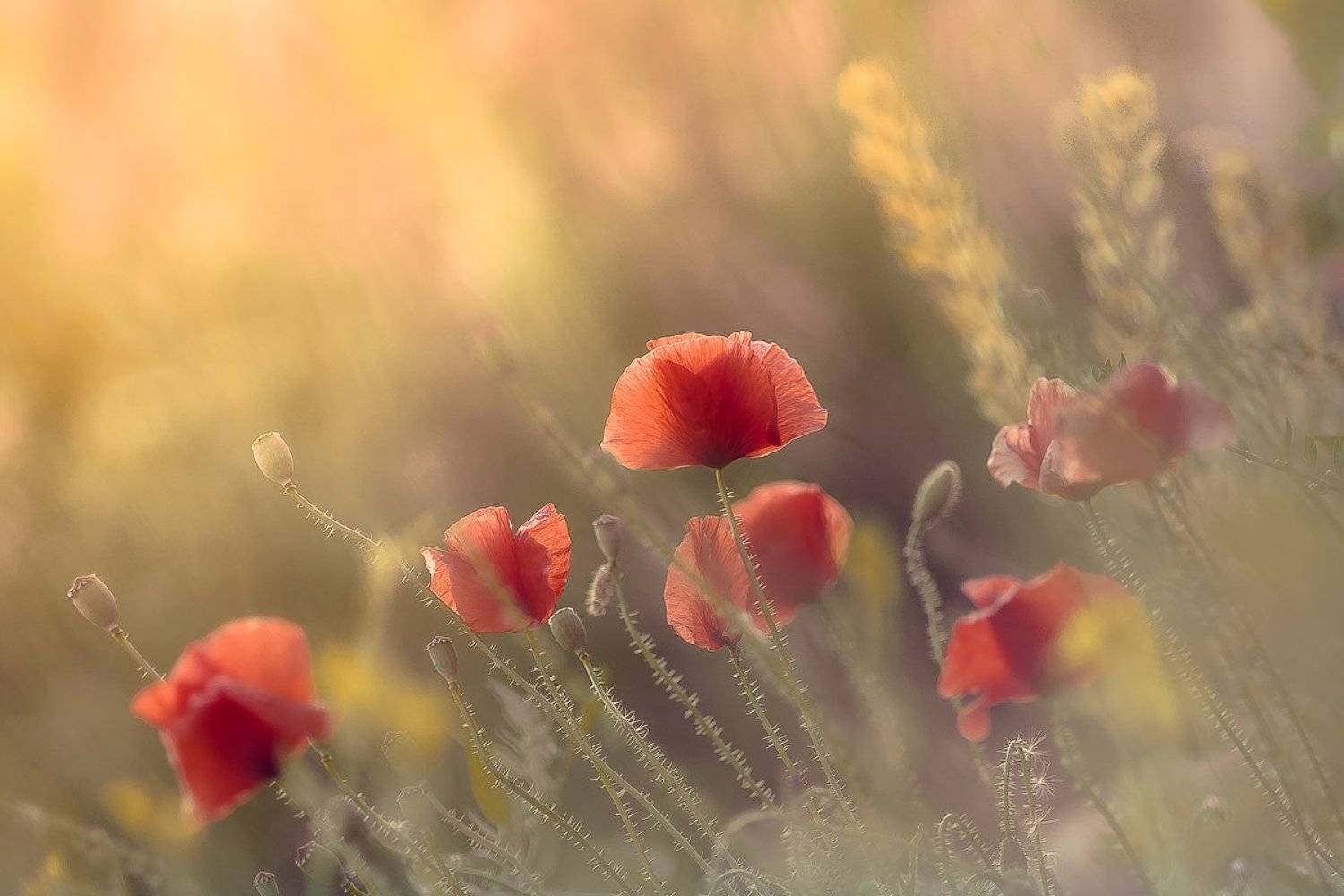 Soft evening. Автор: Gabriel Prescornita poppy, nature, flowers, Gabriel Prescornita