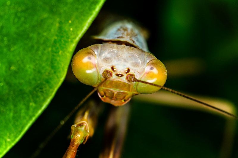 Самурайphoto preview