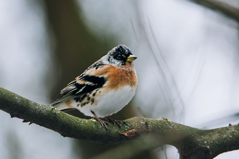 птица, фауна, природа Вьюрокphoto preview