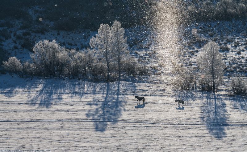 тигирек, зима, сибирь, алтай, тигирекский заповедник, лошади, изморозь Небесное сереброphoto preview