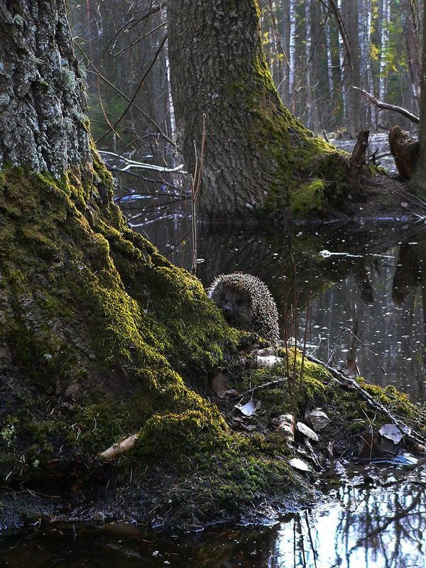 Ёж.Лес.Сказка.Тайна Сказочный лес.photo preview
