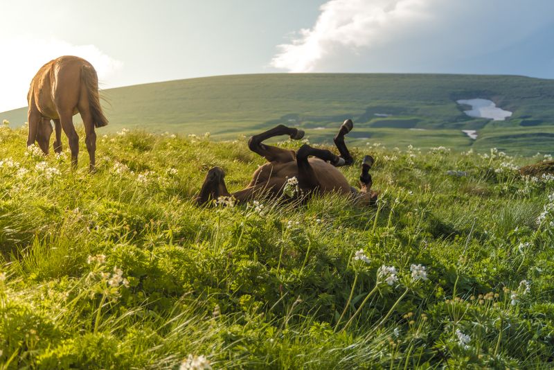 кони, кавказ, горы, природа, пейзаж, животные, рассвет, закат, фототур Я ржу фото превью