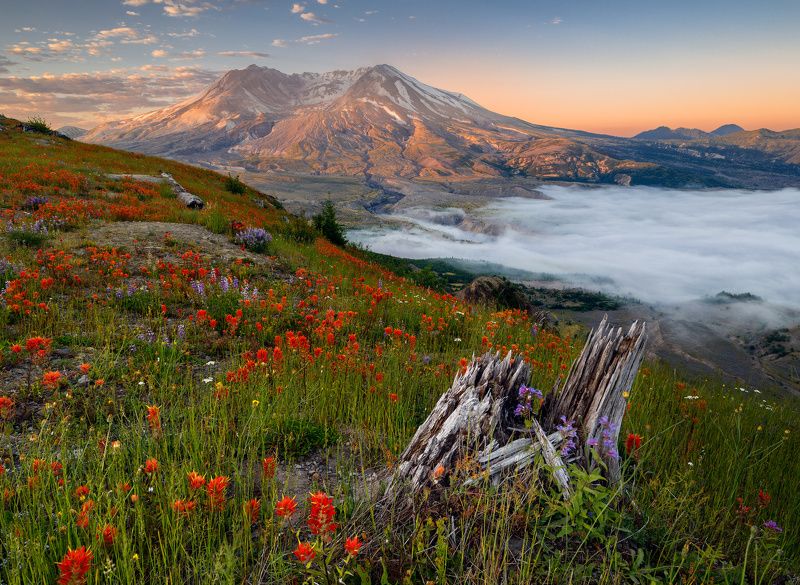 Regrowthphoto preview