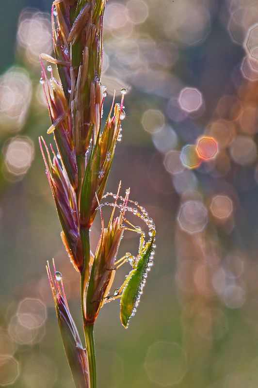 макро, насекомое, жук, роса, утро, природа. боке Разноцветное утроphoto preview