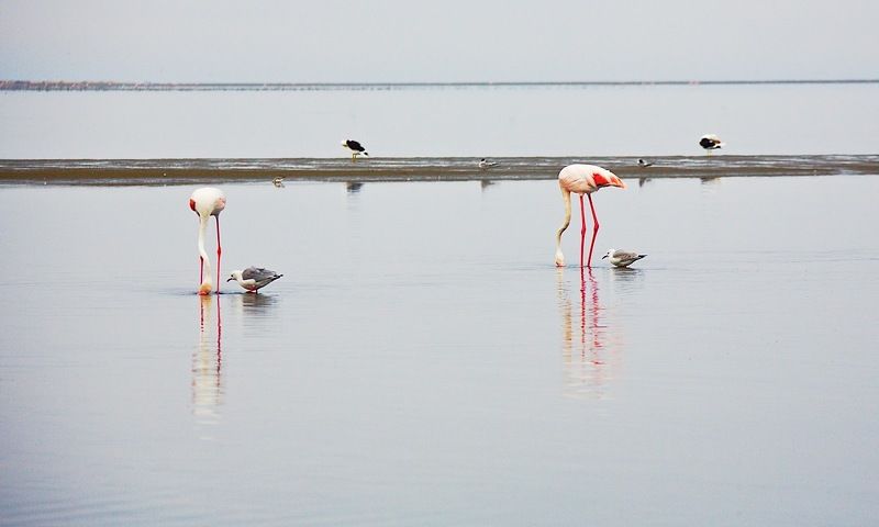 фламинго,африка,намибия,свакопмунд,залив,атлантичческий океан. На халяву ! фото превью