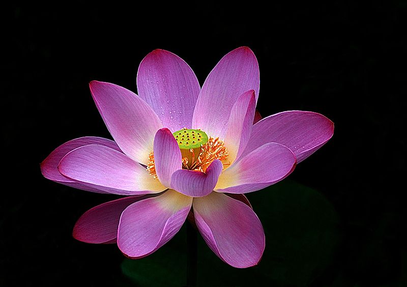 Flowersphoto preview