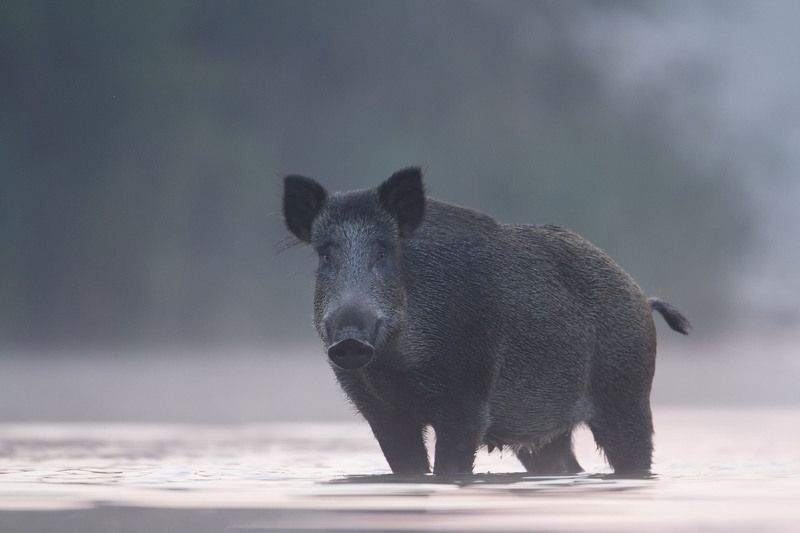 wild boar, mist, sunrise, pond, nature, wildlife, morning Wild Boarphoto preview