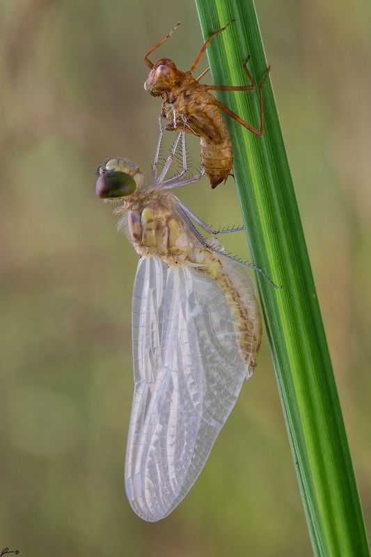 macro, makro, wild, wildlife, dragonfly, nature, insect Cordulia aeneaphoto preview