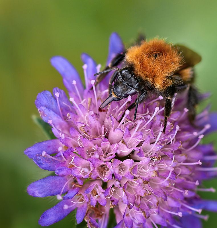 макро * * *photo preview