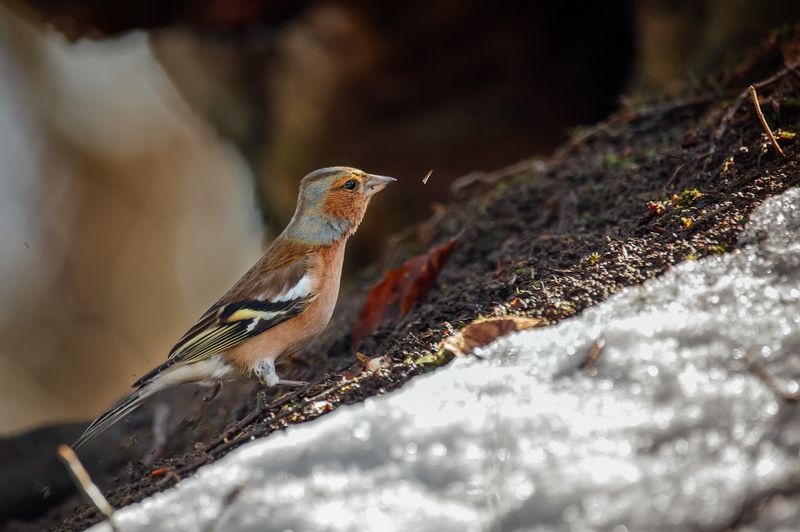 Вижу цель....photo preview