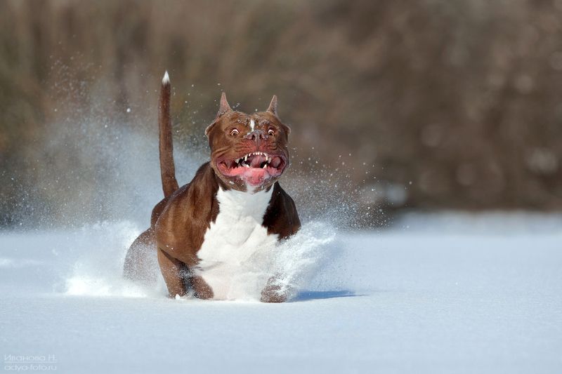 Танки снега не боятсяphoto preview