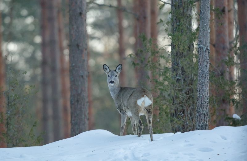 Косуля европейская.photo preview