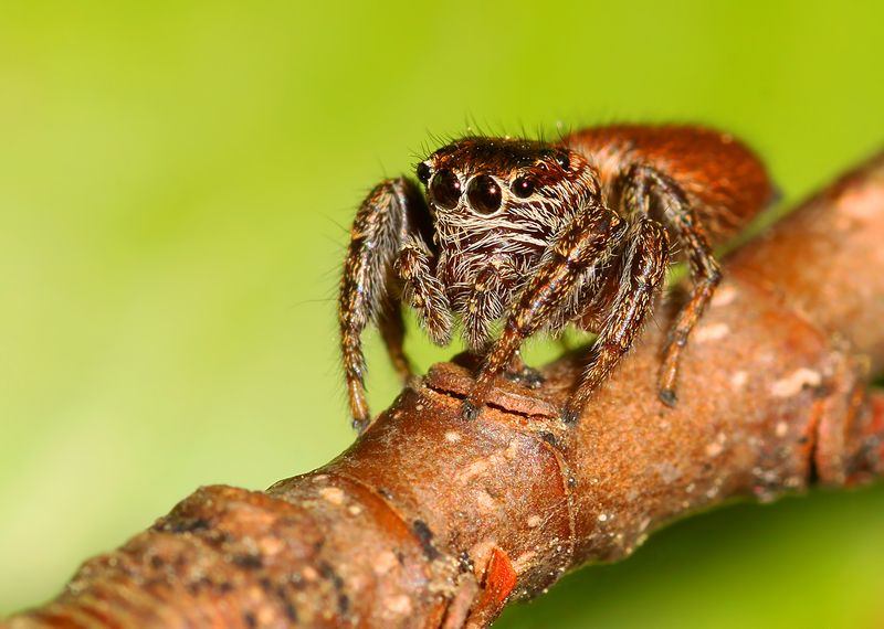 spider ...photo preview