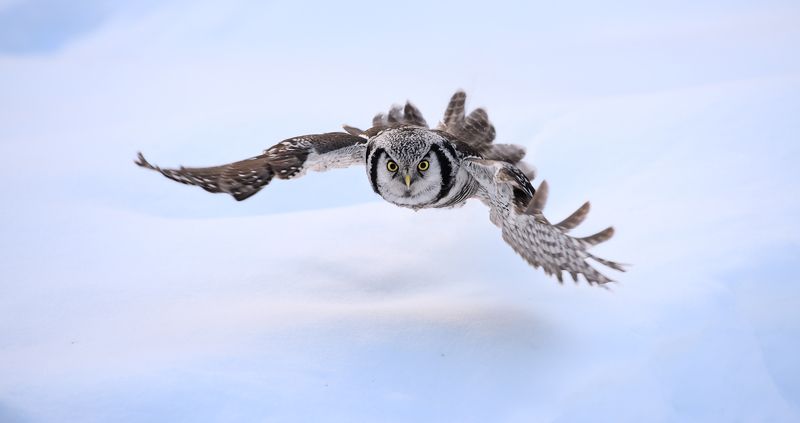 hawk owl, ястребиная сова низколетающий охотник IIphoto preview