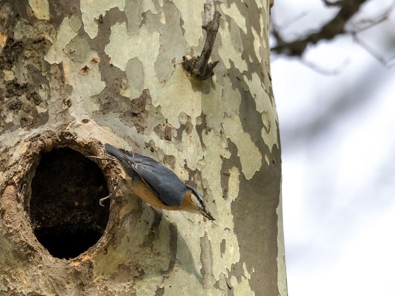ВПЕРЕД ЗА СТРОЙМАТЕРИАЛАМИ/photo preview