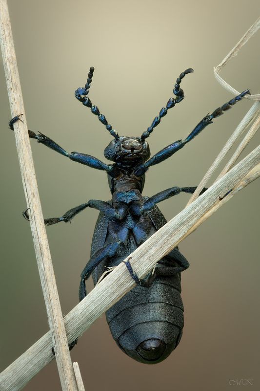 Эквилибристphoto preview