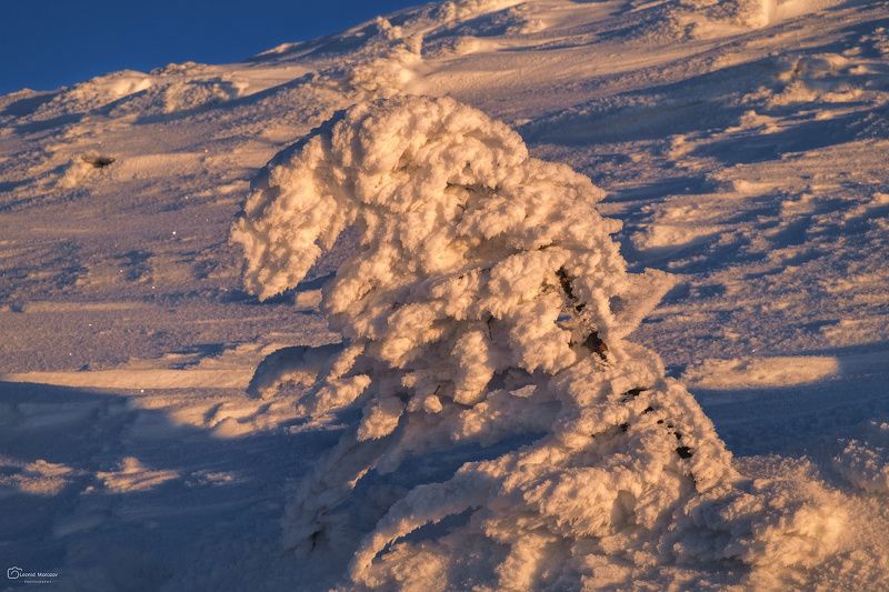 snow., mountain, .glacier.evergreen, .snowfall., ridge, .snowy., slope, .mountain., peak., mountain., range., snowcapped., mt, foraker. ***photo preview