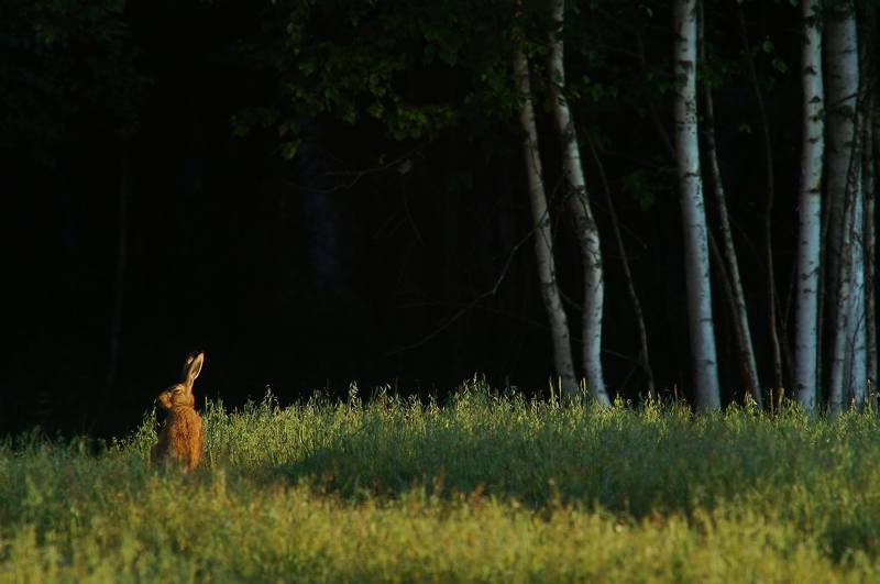 Заяц.Лес. Ухо в остроphoto preview
