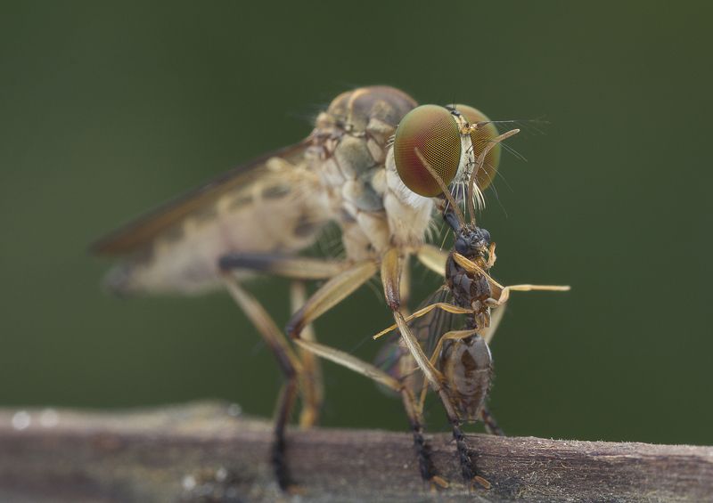#macro#robberfly#prey#colors Robberfly With Prey 180306Aphoto preview