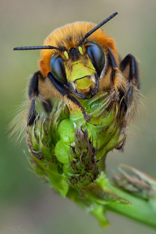 Портрет пчелкиphoto preview