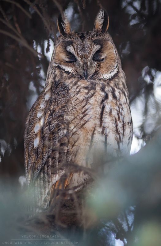 owl, wildlife, wildlife photography, анималистика, сова, фотоохота, birds, nature, птицы Сонphoto preview