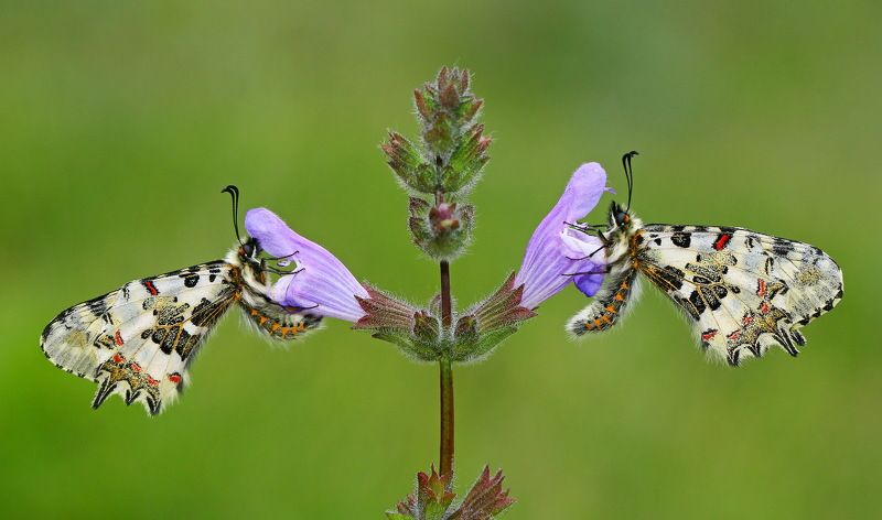 butterfly,macro,nature,northcyprus,cyprus Symmerty 3photo preview