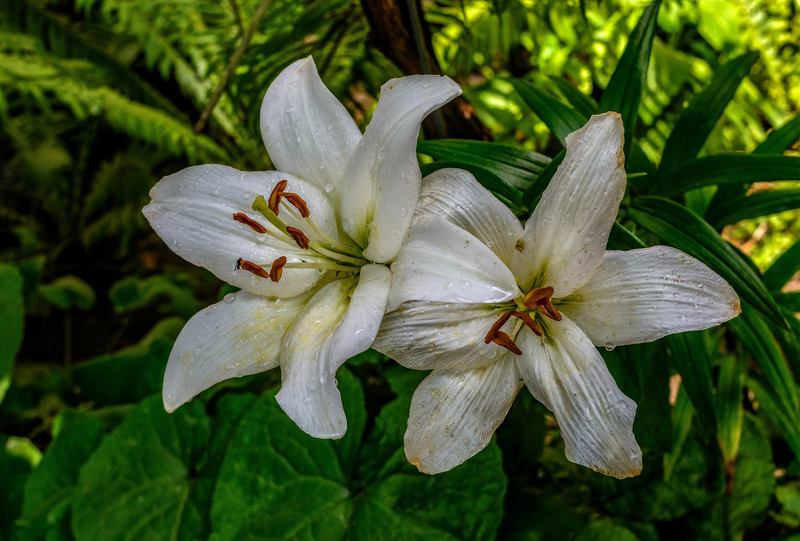 после дождяphoto preview