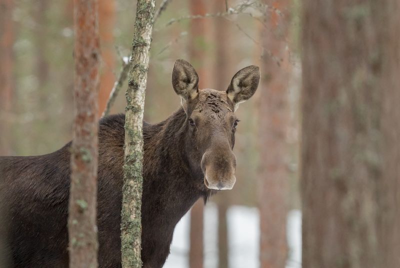 Мои фотомодели. Лоси.photo preview