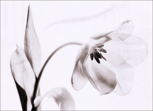 Тюльпановое настроение