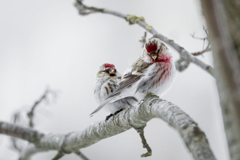 птицы, зимовка, птаха, природа, зима, пернатые Чечетка - это не только танец... Ещё есть такая птичка.photo preview