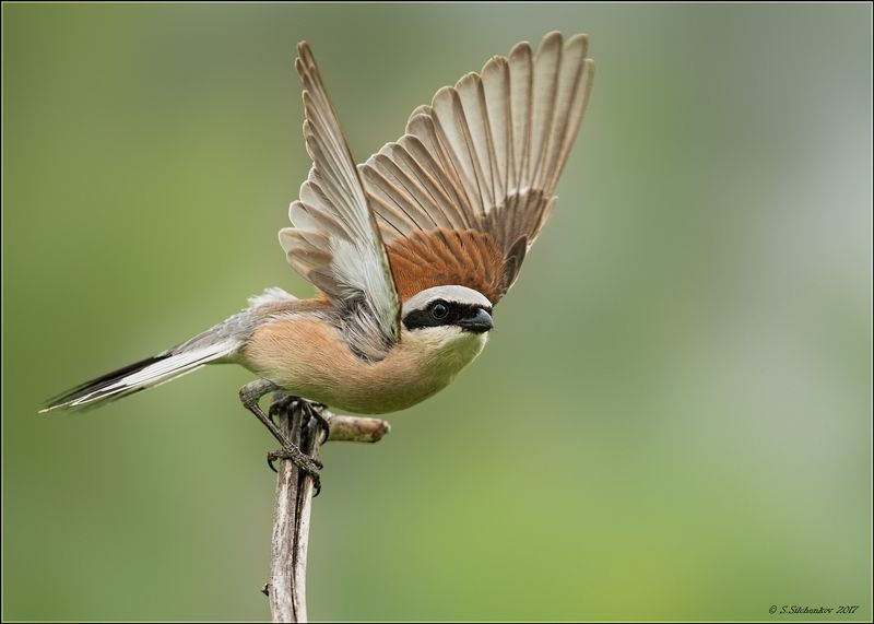 Жулан (самец)photo preview