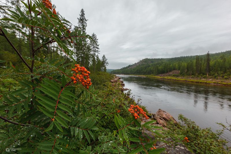 южная якутия, большой нимныр, лето, река, природа, рябина Рябина краснаяphoto preview