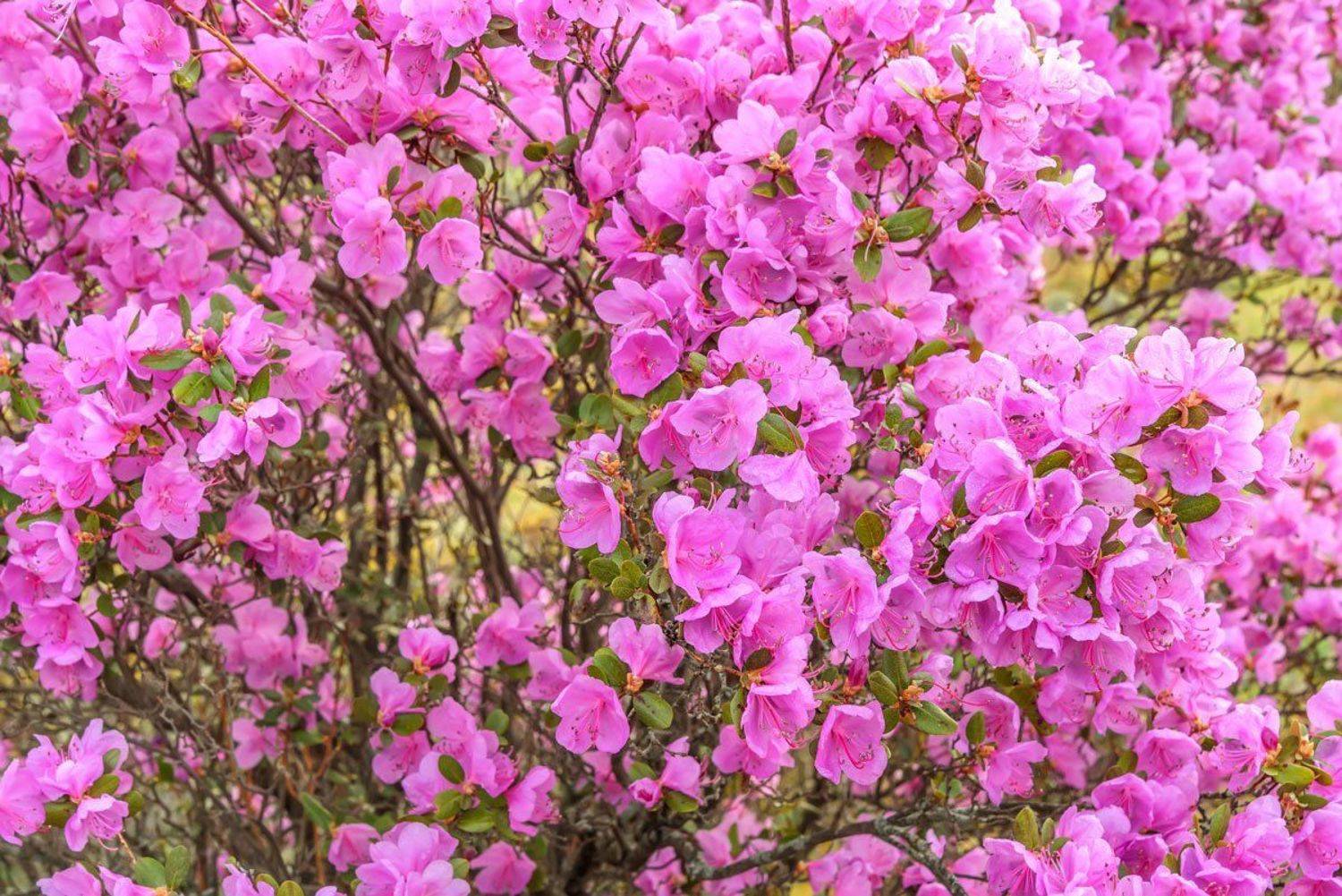 С 8 Марта!. Автор: Iri_sha багульник, Iri_sha