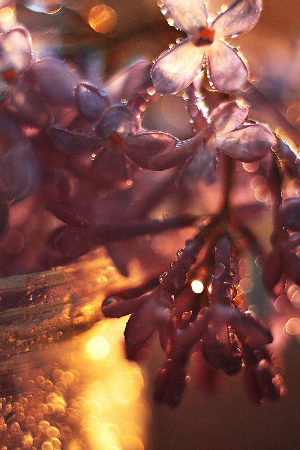 сирень боке закат макро цветы, Анастасия Колесникова