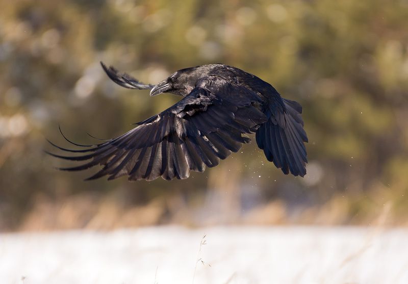 ворон воронphoto preview