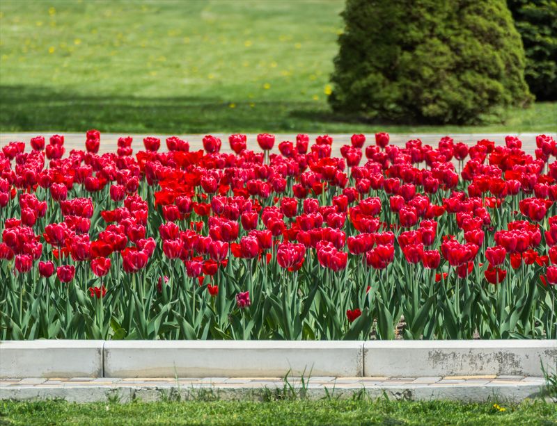 цветы, природа, парк С праздником всех женщин!photo preview