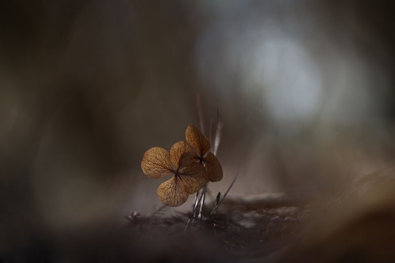 Дарите женщинам цветыphoto preview