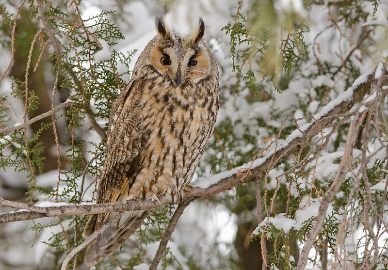 Горска ушата сова Asio otus photo preview