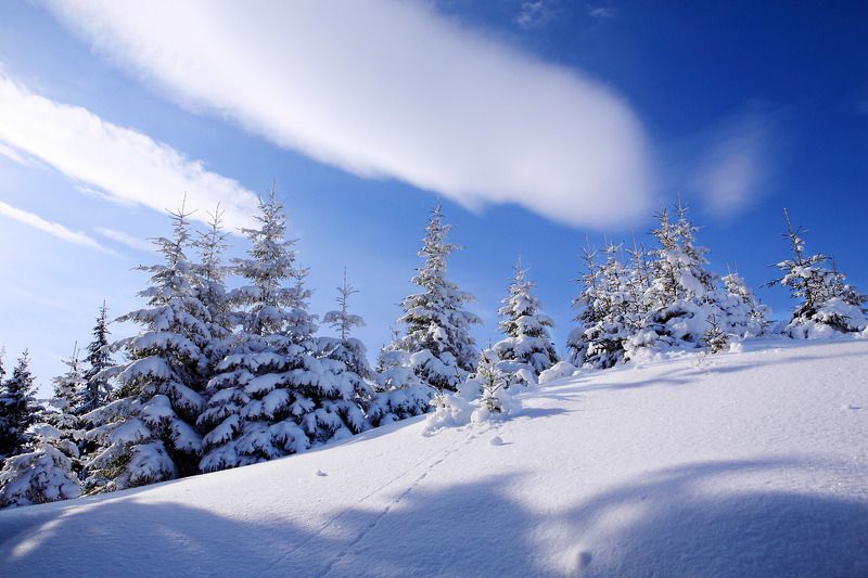 Ялинки фото превью