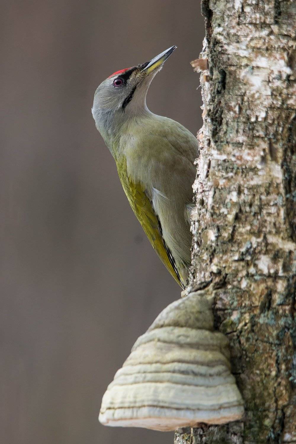 Dzięcioł zielonosiwy.. Автор: Paweł Figlant , Paweł Figlant